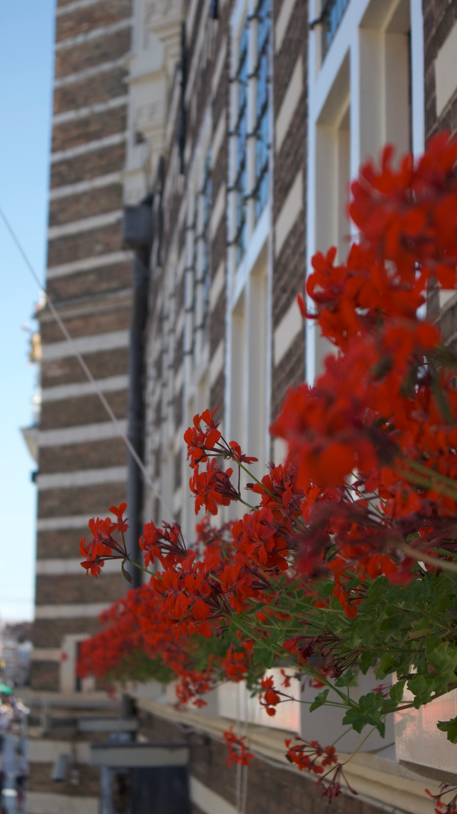 Red Flowers