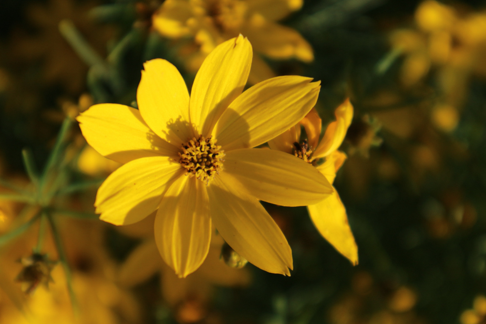 A yellow Flower